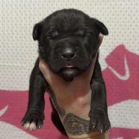 Red Collar - Cane Corso Male
