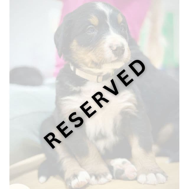 Tan Boy - **RESERVED** - Bernese Mountain Dog Male