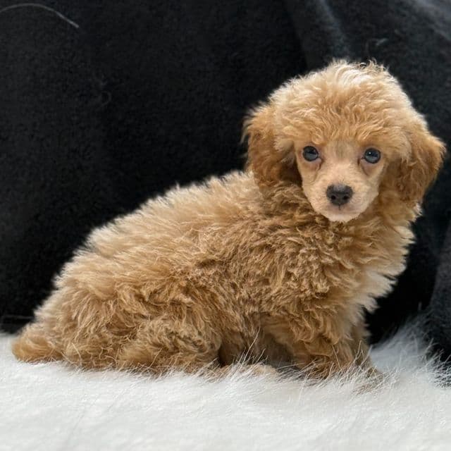 Peanut - Toy Poodle Male