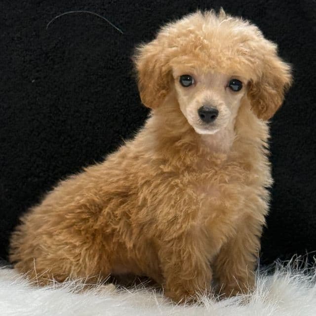 Little Bit - Toy Poodle Female