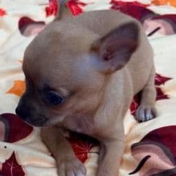 Buddy - Chihuahua Female