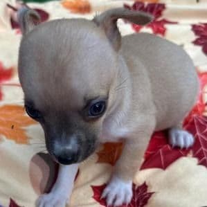 Merlin - Chihuahua Female