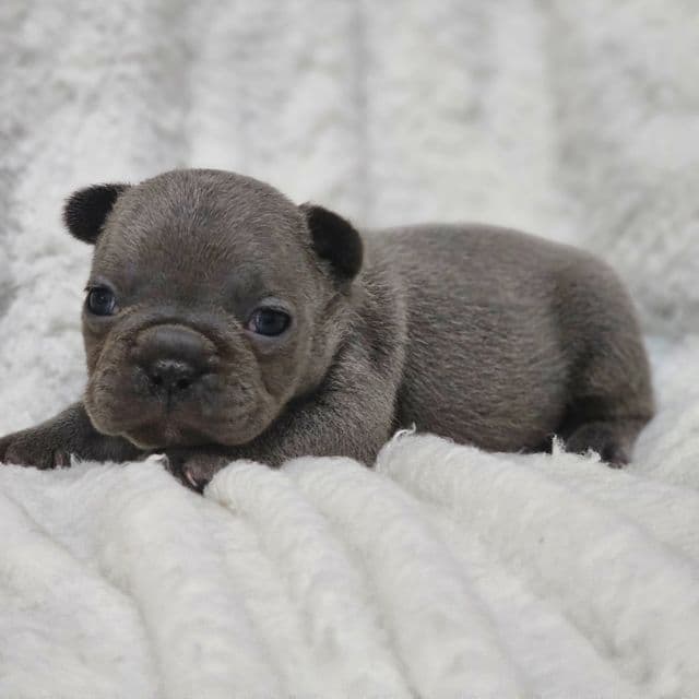 Violet - French Bulldog Female