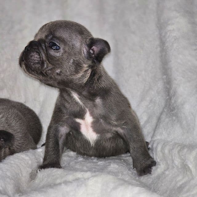 Navy - French Bulldog Male