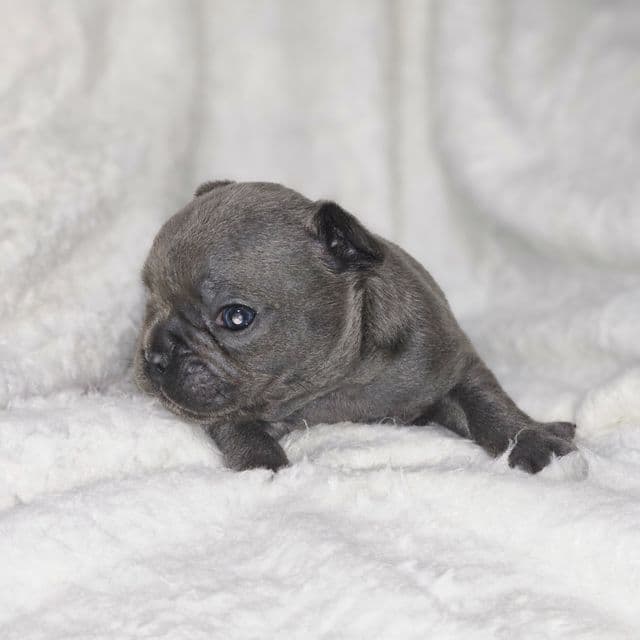 Azure - French Bulldog Male