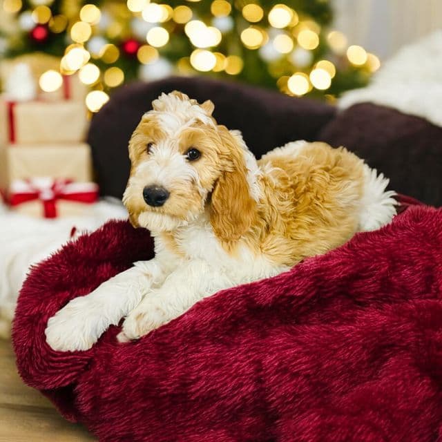 Blitzen  - Irish Doodle Male