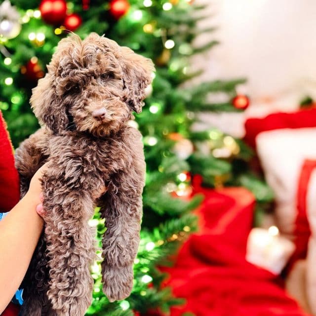 Teddy - Standard Poodle Male