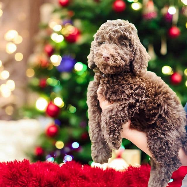 Bear - Standard Poodle Male