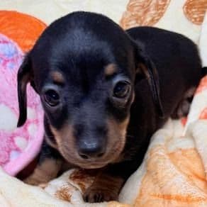 Daphne - Dachshund Female