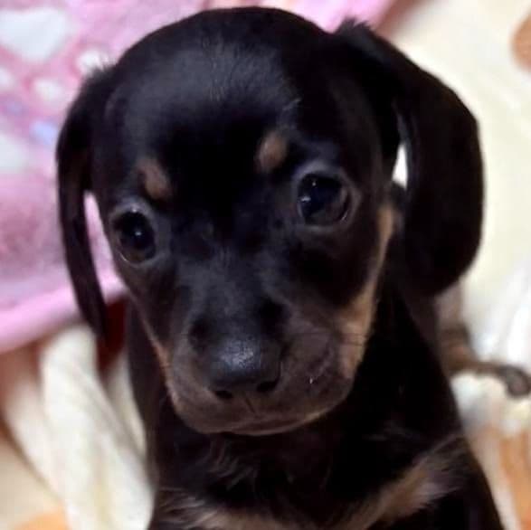 Dana - Dachshund Female