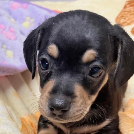 Dirk - Dachshund Male