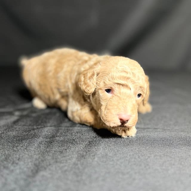 Georgie - Toy Poodle Male