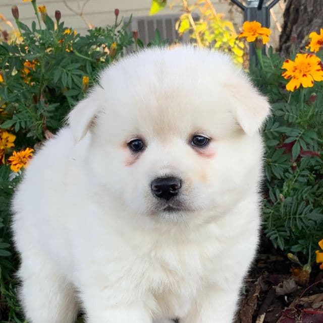 Winter~~Your New Best Friend~!!! - Alaskan Klee Kai Male