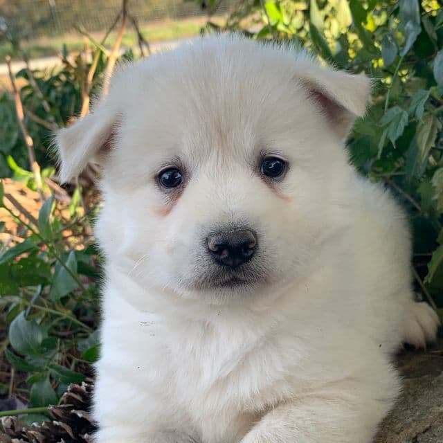 Handsome Little Wellington~!!! - Alaskan Klee Kai Male
