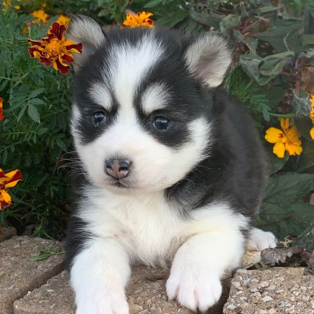 Gorgeous Boy~~Wolf !!! - Alaskan Klee Kai Male