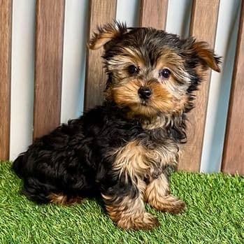 Rya - Yorkshire Terrier Female