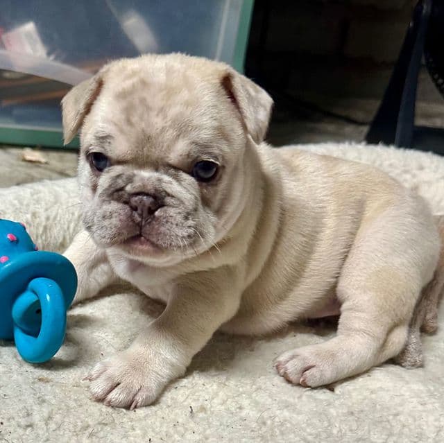 Kross - French Bulldog Male