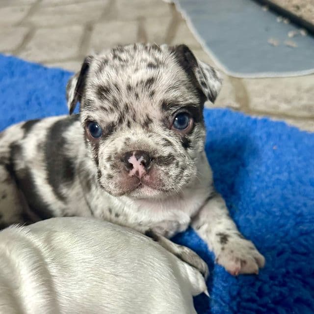 Asher - French Bulldog Male
