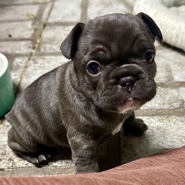 Chappell - French Bulldog Female
