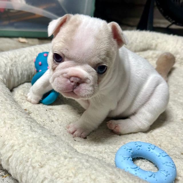 Zip - French Bulldog Male