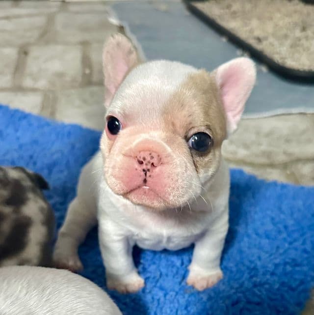Peso - French Bulldog Male