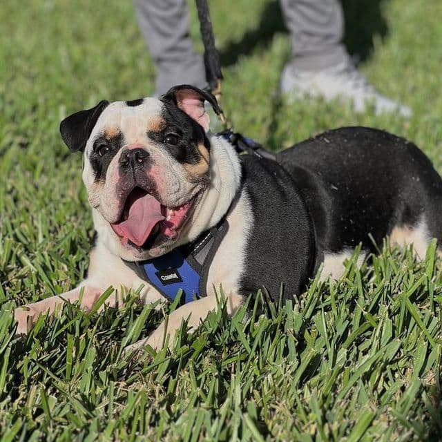 Maverick - English Bulldog Male