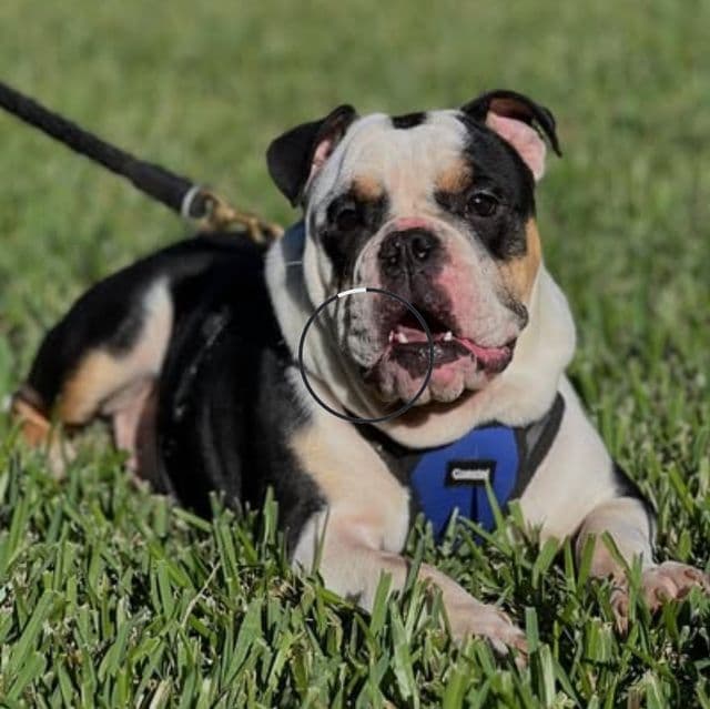 Maverick - English Bulldog Male
