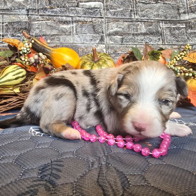 Princess  - Australian Shepherd Female