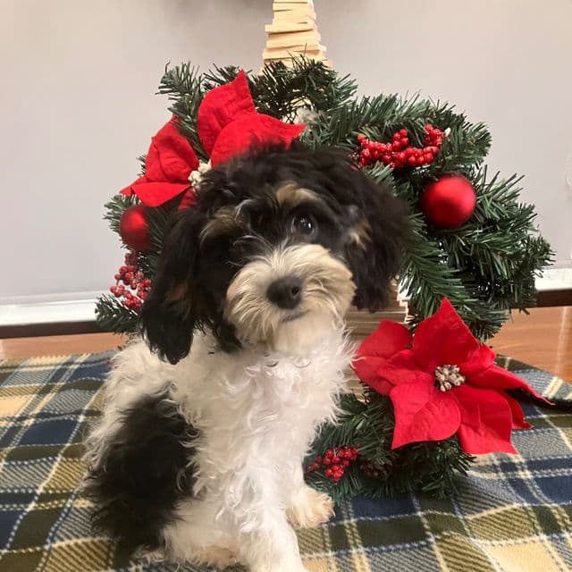 Missy - Cavapoo Female