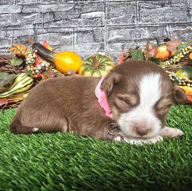 Spice - Australian Shepherd Female