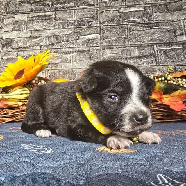 Eve - Australian Shepherd Female