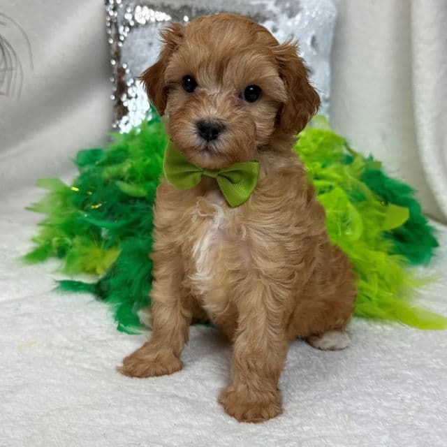Rae Rae Green Boy - Cavapoo Male