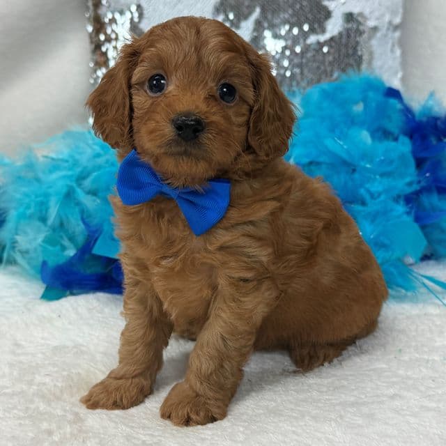 Jessie's Blue Boy - Cavapoo Male
