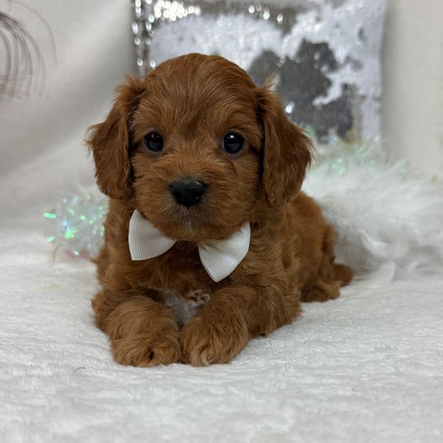 Jessie's White Boy - Cavapoo Male
