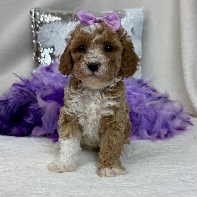 Scarlett Purple Girl - Toy Poodle Female