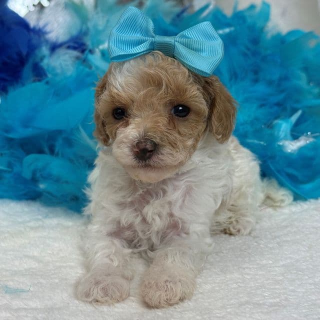Cici Turquoise Girl - Toy Poodle Female