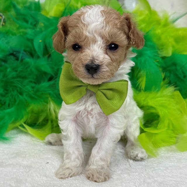 Cici Green Boy - Toy Poodle Male