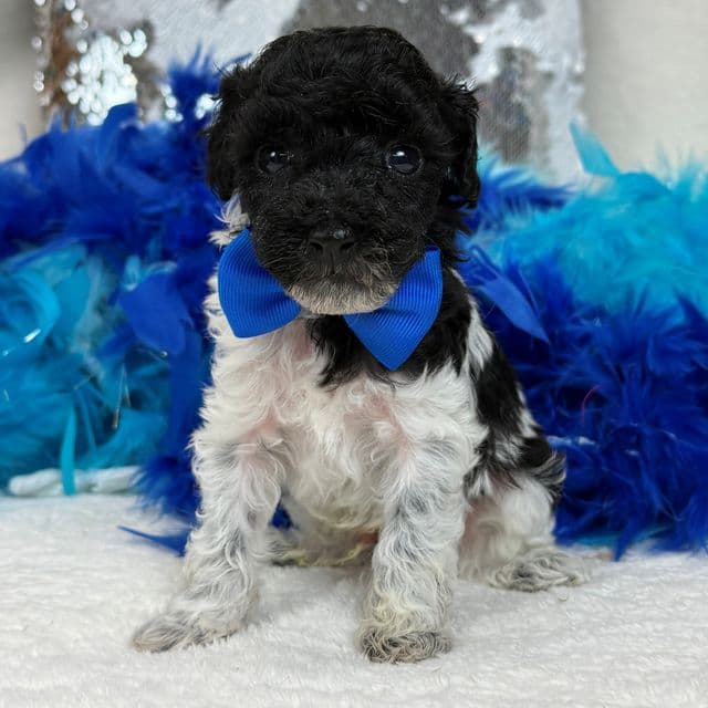 Cici Blue Boy - Toy Poodle Male
