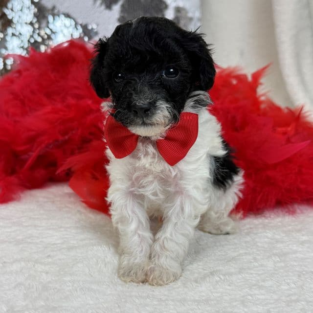 Cici Red Boy - Toy Poodle Male