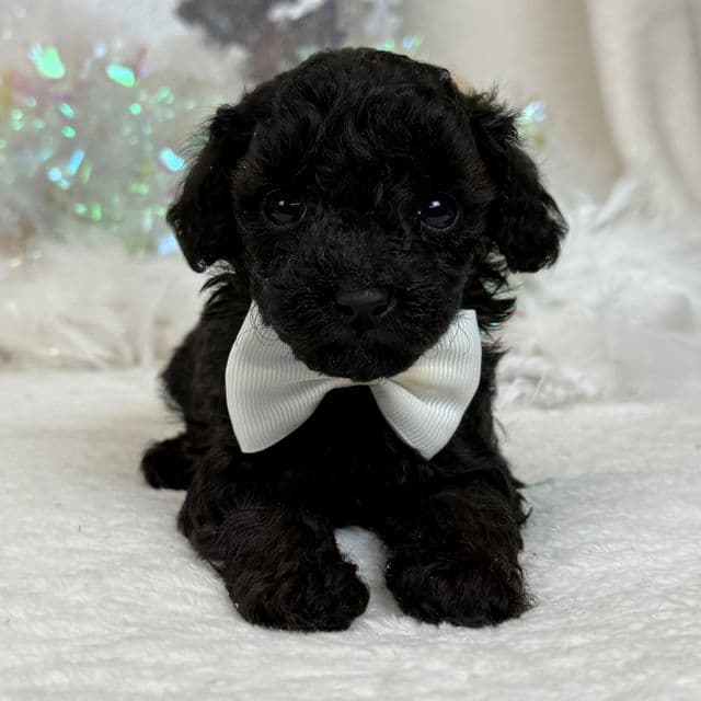 Cici White Boy - Toy Poodle Male