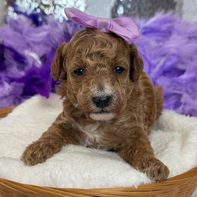 Tally Purple Girl - Toy Poodle Female