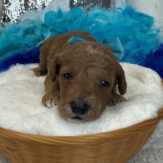 Braley Turquoise Girl - Goldendoodle Female