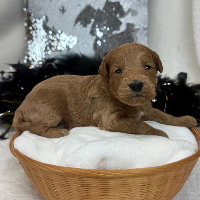 Braley Black Boy - Goldendoodle Male