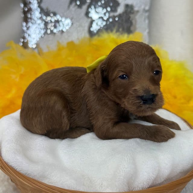 Braley Yellow Boy - Goldendoodle Male