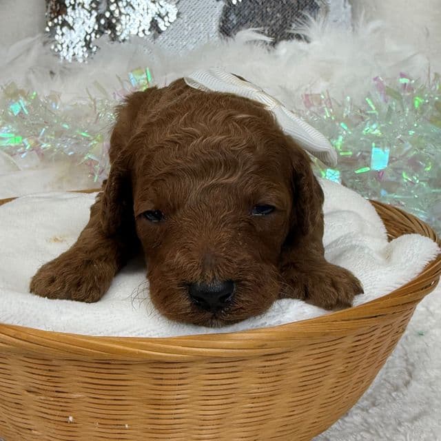 Braley White Boy - Goldendoodle Male