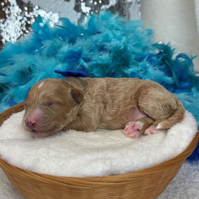 Molly Blue Boy - Goldendoodle Male