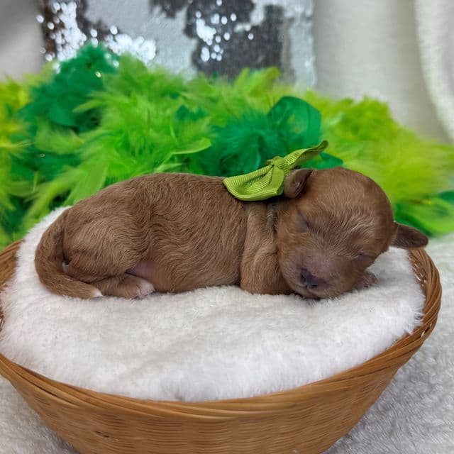 Molly Green Boy - Goldendoodle Male