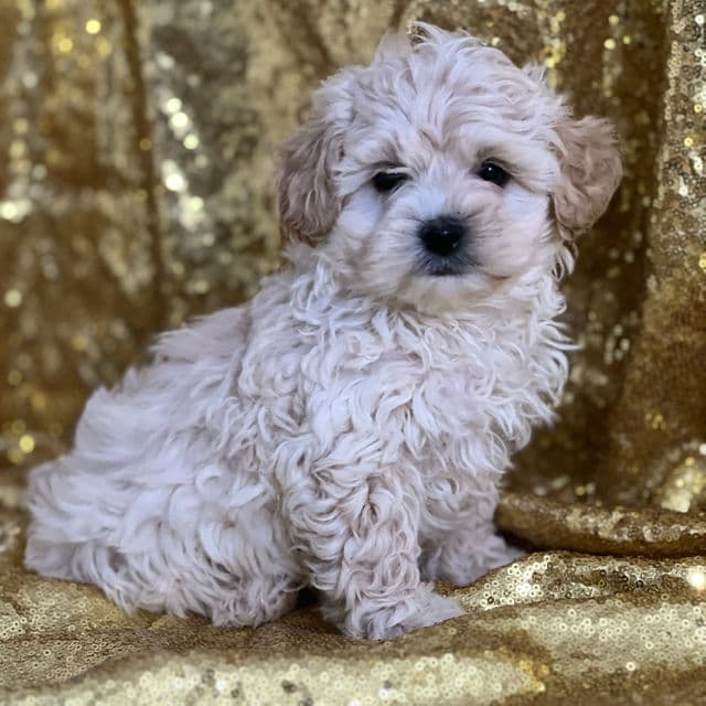 Carson - Shih-Poo Male