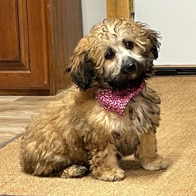 Tara - Toy Poodle Female