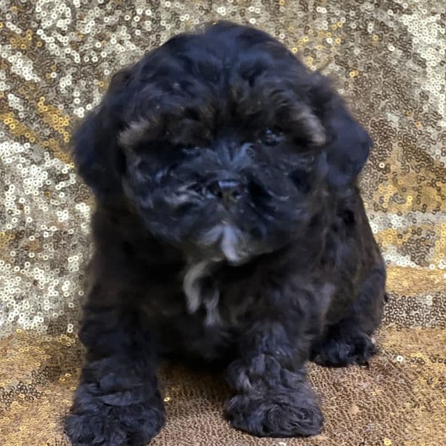 Jewel - Shih-Poo Female